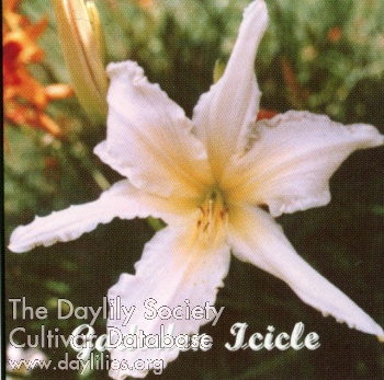 Daylily Gadsden Icicle